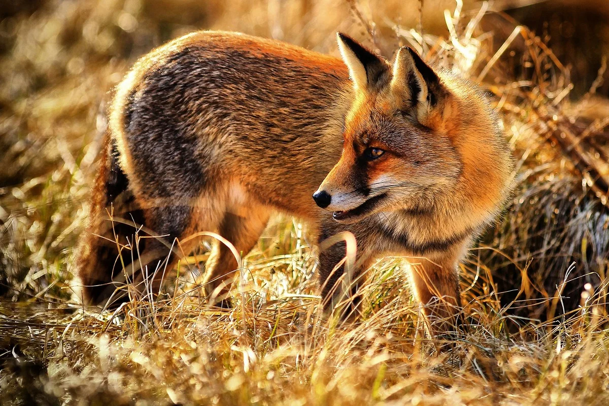 wildlife fox in the nature TMD034 custom print fabric poster for wall art room decoration home decor (frame available)
wildlife fox in the nature TMD034 custom print fabric poster for wall art room decoration home decor (frame available)