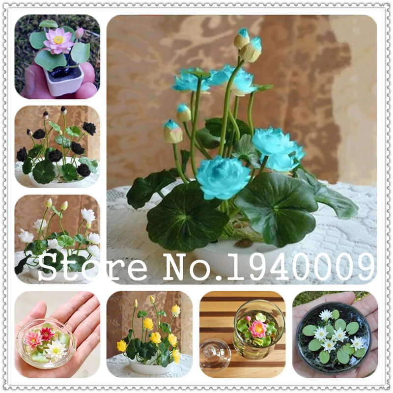 Aquatic Plants Flower Mini Bowl Lotus Water Lilies Lotus plant 100% Genuine Rainbow plant Hydroponic Plants Flower Bonsai 10Pcs
Aquatic Plants Flower Mini Bowl Lotus Water Lilies Lotus plant 100% Genuine Rainbow plant Hydroponic Plants Flower Bonsai 10Pcs