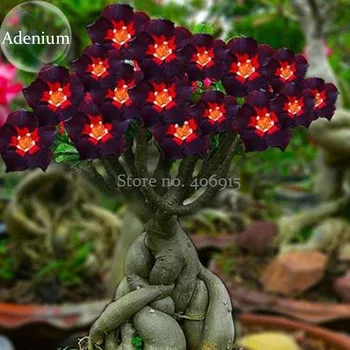 Rare Brown Black Adenium Desert Rose with Fire Red Heart Flower, 2 seeds, bonsai compact single petal flowers E3959