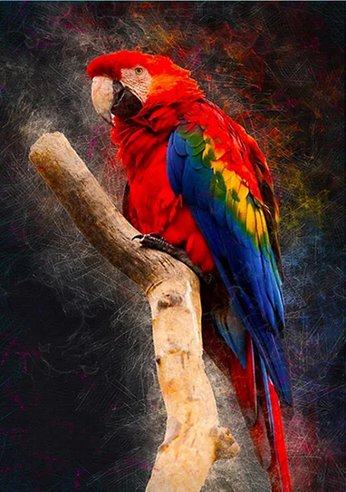 New DIY 5D Diamond Painting The Red Cockatoo Landscape Full circular Diamond Embroidery Cross Stitch Rhinestone Home decor
New DIY 5D Diamond Painting The Red Cockatoo Landscape Full circular Diamond Embroidery Cross Stitch Rhinestone Home decor