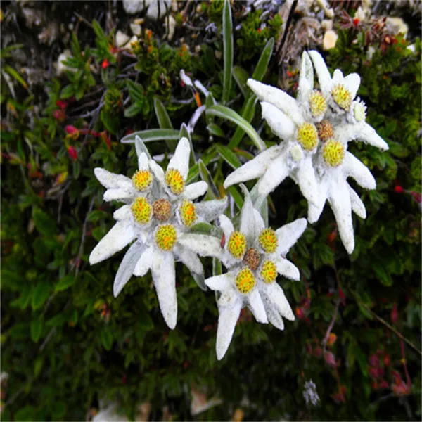 Scarce, hot selling Imported bonsai,20pcs/lot Edelweiss bonsai flower bonsai bonsai plant DIY home garden
Scarce, hot selling Imported bonsai,20pcs/lot Edelweiss bonsai flower bonsai bonsai plant DIY home garden