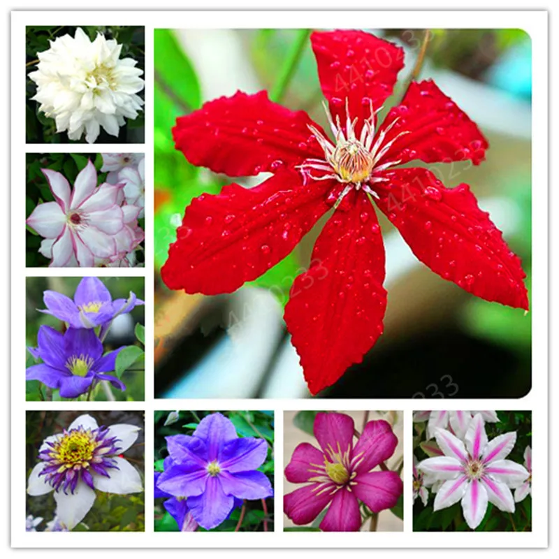 Hot sale!Free Shipping 100 pcs/ bag Bonsai Clematis Flower Potted Climbing Vines Plants for Home Garden Planting Purify the Air
Hot sale!Free Shipping 100 pcs/ bag Bonsai Clematis Flower Potted Climbing Vines Plants for Home Garden Planting Purify the Air