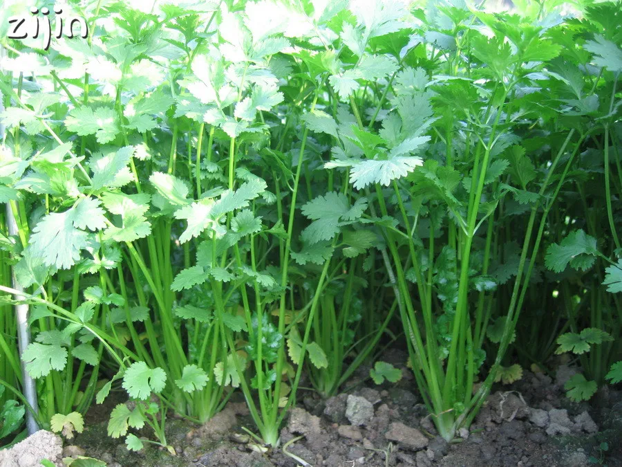 100Pcs Parsley Bonsai Concentrated Flavor And Tender Crisp Celery Bonsai small home garden cultivati Free Shipping
100Pcs Parsley Bonsai Concentrated Flavor And Tender Crisp Celery Bonsai small home garden cultivati Free Shipping