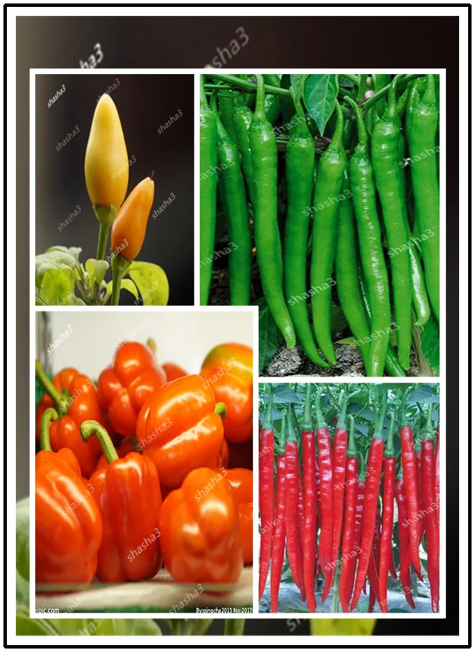 50 pcs/ bag Giant Spices Spicy Red Chili Hot Pepper Exotic Potted Bonsai Garden Plant for Flower Pot Planters Easy to Grow
50 pcs/ bag Giant Spices Spicy Red Chili Hot Pepper Exotic Potted Bonsai Garden Plant for Flower Pot Planters Easy to Grow