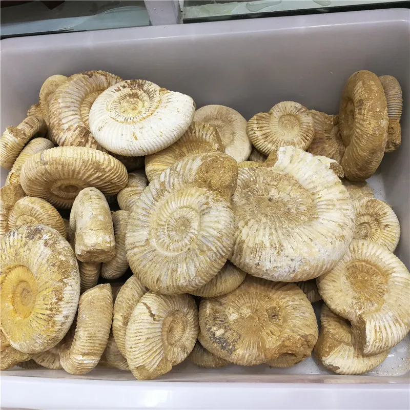 1KG (2.2LB) NATURAL DOUVILLEICERAS AMMONITE FOSSIL CONCH Africa,Wholesales Price
1KG (2.2LB) NATURAL DOUVILLEICERAS AMMONITE FOSSIL CONCH Africa,Wholesales Price