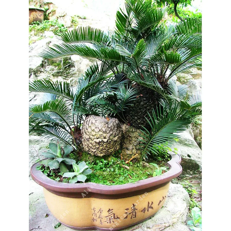 1Pcs/Bag Japanese Cycas Easy To Grow Bonsai Flower Plantas For Home Garden With The Efficacy Of Food
1Pcs/Bag Japanese Cycas Easy To Grow Bonsai Flower Plantas For Home Garden With The Efficacy Of Food