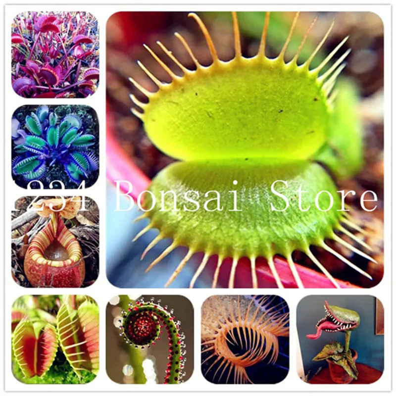Bonsai 500pcs Potted Insectivorous Bonsai plant Dionaea Muscipula Giant Clip Venus Flytrap plants DIY home garden Purify The Air
Bonsai 500pcs Potted Insectivorous Bonsai plant Dionaea Muscipula Giant Clip Venus Flytrap plants DIY home garden Purify The Air