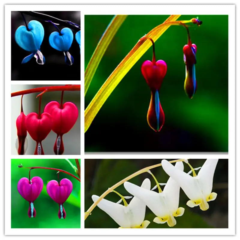 200 Pcs Heart Flower Dicentra Spectabilis Purse Peony Plants Air Purification Bonsai Heart Wallet Foliage Plant for Home Garden
200 Pcs Heart Flower Dicentra Spectabilis Purse Peony Plants Air Purification Bonsai Heart Wallet Foliage Plant for Home Garden