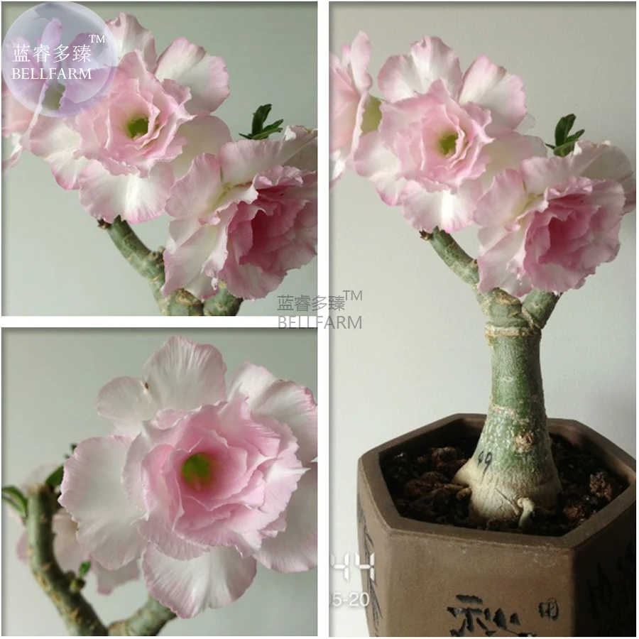 Heirloom Light Pink Adenium Obesum Desert Rose Seeds, Professional Pack, 2 Seeds, double petals E3550