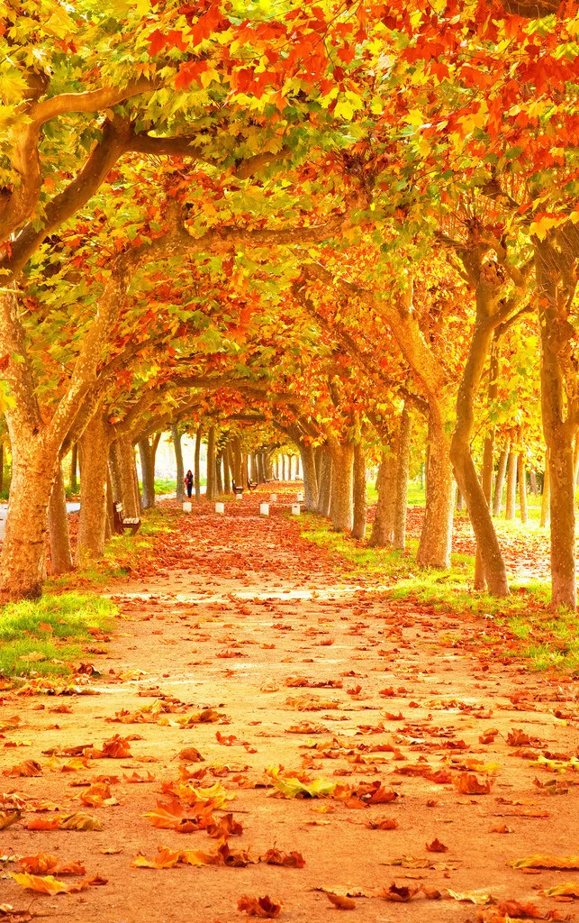 SHENGYONGBAO Autumn theme Art Cloth Custom Photography Backdrop Prop Photo Studio Backgrounds QT27
SHENGYONGBAO Autumn theme Art Cloth Custom Photography Backdrop Prop Photo Studio Backgrounds QT27