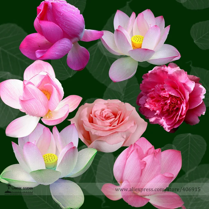 Mixed Red Pink Nelumbo Nucifera Lotus Flower Laritek Seeds, Professional Pack, 7 Seeds / Pack, Bonsai Pond Available E3159