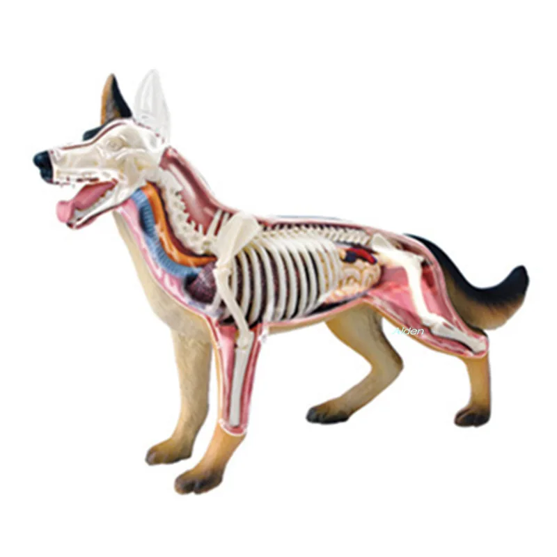 4D XXRAY BRIAN Wolfhound Organ Anatomy BFF Medical Teaching Original Fake Plastic Street Art Action Figure Toy BOX Z1480
4D XXRAY BRIAN Wolfhound Organ Anatomy BFF Medical Teaching Original Fake Plastic Street Art Action Figure Toy BOX Z1480