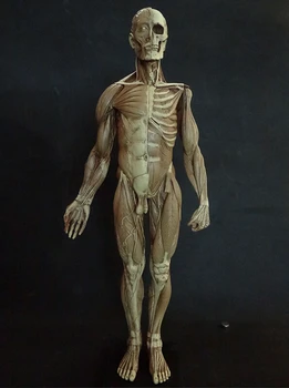 60CM Resin muscle human anatomy skull model for Art in trauma science medical anatomical odontologia model skeleton for sale
60CM Resin muscle human anatomy skull model for Art in trauma science medical anatomical odontologia model skeleton for sale