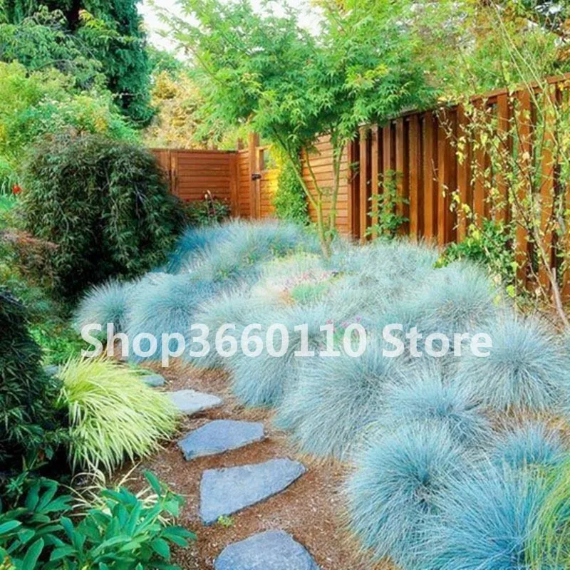 100 pcs garden flower seedsplants Blue Fescue Grass bonsais - (Festuca glauca) perennial hardy ornamental grass so easy to grow
100 pcs garden flower seedsplants Blue Fescue Grass bonsais - (Festuca glauca) perennial hardy ornamental grass so easy to grow