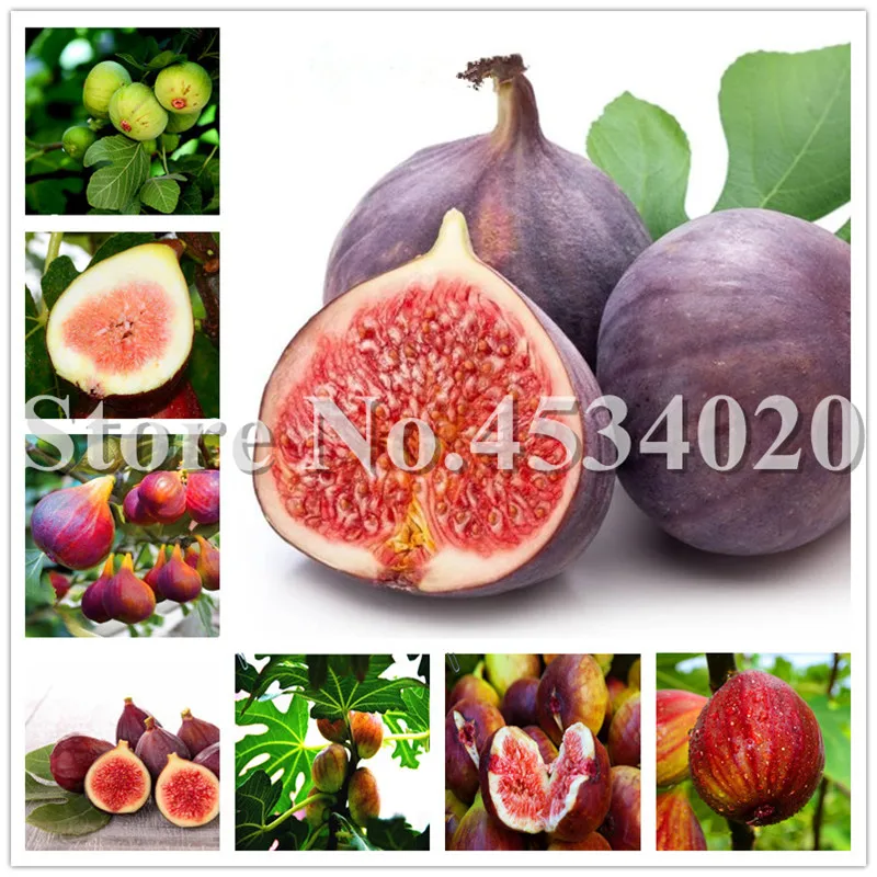 100 pcs/ bag Bonsai Figs Edible Fruit Tree Rare Red Fig Non-GMO Plant Potted Plant for Home Garden Decor the Budding Rate 97%
100 pcs/ bag Bonsai Figs Edible Fruit Tree Rare Red Fig Non-GMO Plant Potted Plant for Home Garden Decor the Budding Rate 97%