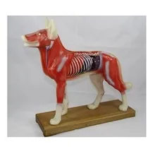 Dog body acupuncture model 72 commonly used acupuncture points marked with numbers PVC MATERIAL
Dog body acupuncture model 72 commonly used acupuncture points marked with numbers PVC MATERIAL
