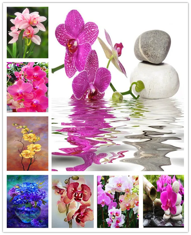 Diamond Embroidery,Orchid,5D,Diamond Painting,Flower,DIY,Cross Stitch,Crystal,Mosaic,Round Rhinestone,Home Decoration,Crafts,Art
Diamond Embroidery,Orchid,5D,Diamond Painting,Flower,DIY,Cross Stitch,Crystal,Mosaic,Round Rhinestone,Home Decoration,Crafts,Art
