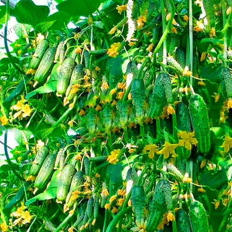 Big Promotion!100 pieces Rare Sweet Taste Mini Cucumber Plants of Perennial organic Bonsai Flowers for Home Food Most Popular V
Big Promotion!100 pieces Rare Sweet Taste Mini Cucumber Plants of Perennial organic Bonsai Flowers for Home Food Most Popular V