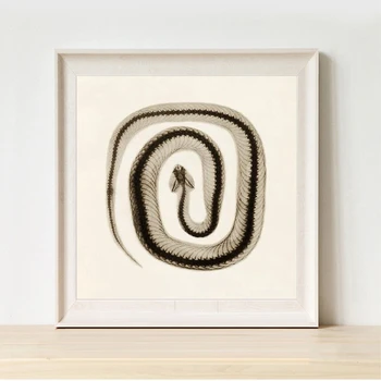 Snake Wall Decor Vintage Science Photo Illustration Poster Prints , Sepia Snake Art Canvas Painting Picture Gothic Home Decor
Snake Wall Decor Vintage Science Photo Illustration Poster Prints , Sepia Snake Art Canvas Painting Picture Gothic Home Decor