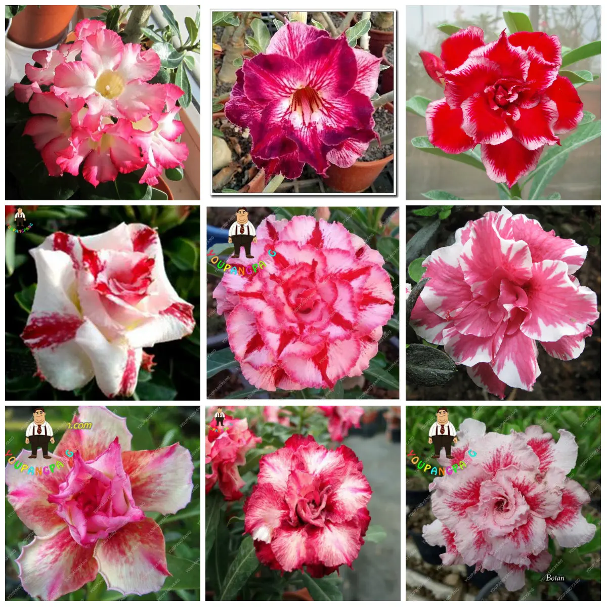 2pcs True Adenium plants Exotic Desert Rose plants Potted Flowers Balcony Desert-Rose plants Multi-color planting succulent
2pcs True Adenium plants Exotic Desert Rose plants Potted Flowers Balcony Desert-Rose plants Multi-color planting succulent