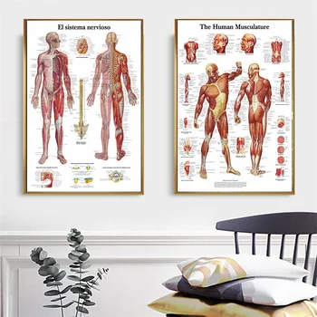 Anatomy Pathology Systems Anatomical Anatomy Charts System Posters and Prints Modern Wall Art Picture Living Room Cuadros Decor
Anatomy Pathology Systems Anatomical Anatomy Charts System Posters and Prints Modern Wall Art Picture Living Room Cuadros Decor