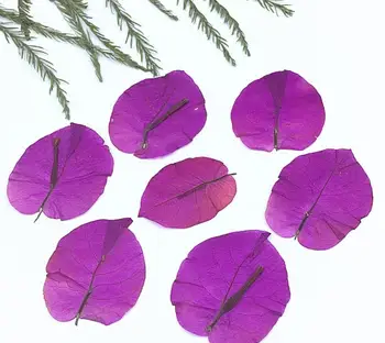 250pcs Pressed Dried Flower Bougainvillea glabra Filler For Epoxy Resin Pendant Necklace Jewelry Making Craft DIY Accessories
250pcs Pressed Dried Flower Bougainvillea glabra Filler For Epoxy Resin Pendant Necklace Jewelry Making Craft DIY Accessories