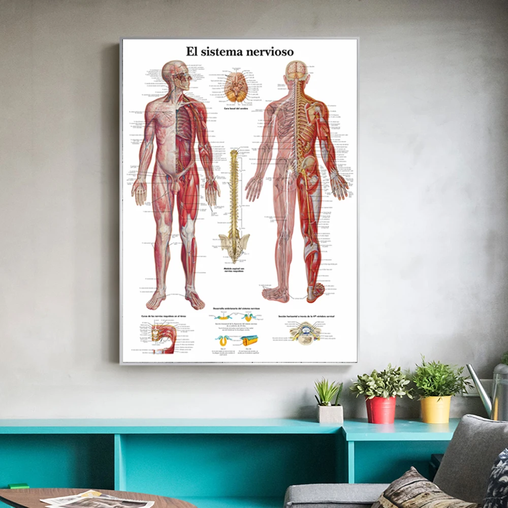 Body Map Canvas Wall Pictures Human Anatomy Muscles System Wall Art Posters And Prints for Medical Education Home Decor Cuadros
Body Map Canvas Wall Pictures Human Anatomy Muscles System Wall Art Posters And Prints for Medical Education Home Decor Cuadros