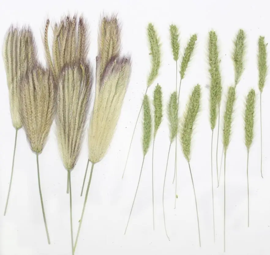Сушеные прессованные цветы Setaria viridis (L.), 120 шт. Бов. Для ожерелья с подвеской из эпоксидной смолы, изготовление ювелирных изделий, аксессуары для рукоделия «сделай сам»
Сушеные прессованные цветы Setaria viridis (L.), 120 шт. Бов. Для ожерелья с подвеской из эпоксидной смолы, изготовление ювелирных изделий, аксессуары для рукоделия «сделай сам»