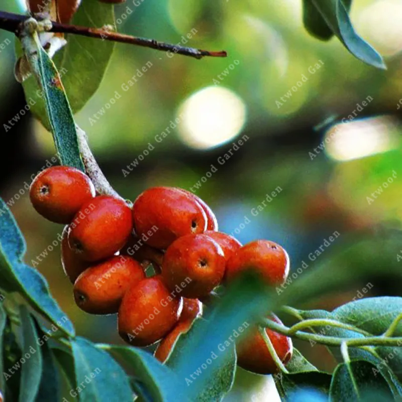 5 pcs Russian Jujube of Perennial Garden Trees Bonsai Adjust the Climate to Improve the Soil
5 pcs Russian Jujube of Perennial Garden Trees Bonsai Adjust the Climate to Improve the Soil