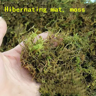 Reptile supplies natural moss pad water moss, turtle, yellow frog, scorpion, spider special pad Crawling pets can hibernate
Reptile supplies natural moss pad water moss, turtle, yellow frog, scorpion, spider special pad Crawling pets can hibernate