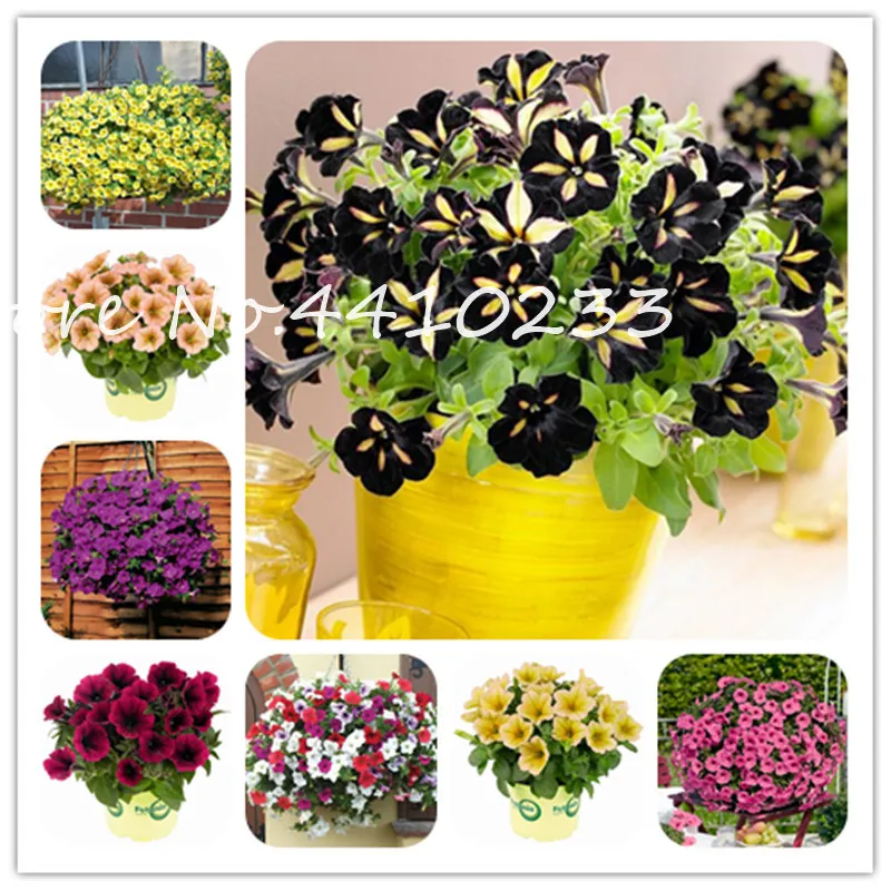 100 Pcs Star Petunia Flower Bonsai ,Morning Glory Flower Garden & Patio Pot Climbing Plant 23 Colors To Choose Petuniya Bonsai
100 Pcs Star Petunia Flower Bonsai ,Morning Glory Flower Garden & Patio Pot Climbing Plant 23 Colors To Choose Petuniya Bonsai