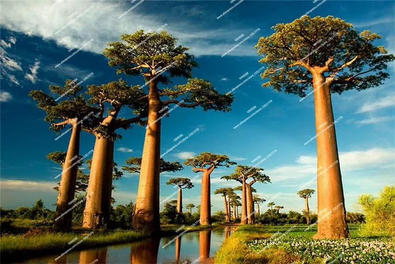 unusual-looking-trees-03