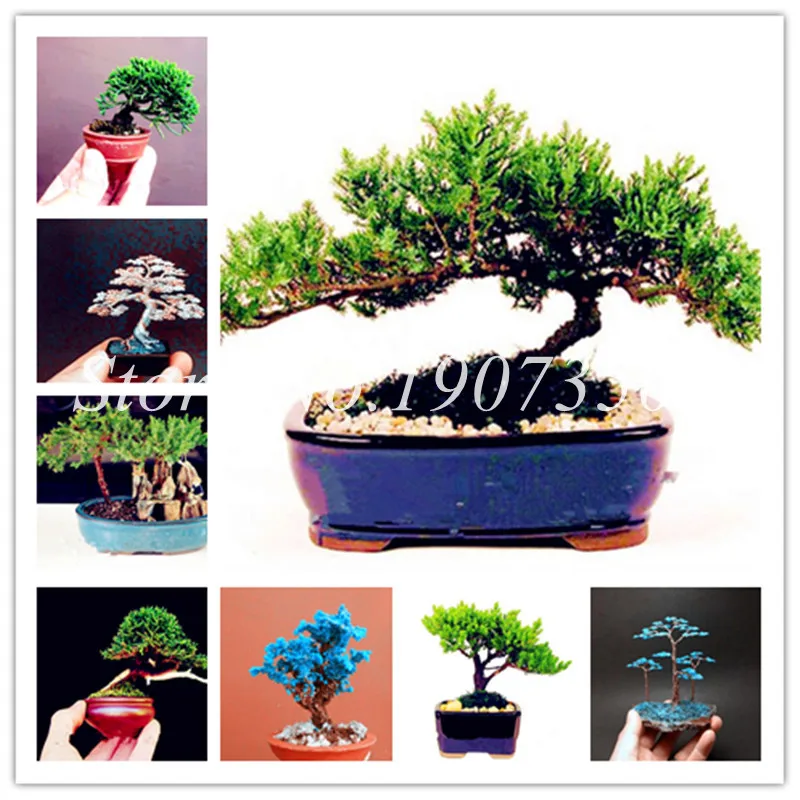 Bonsai 50 Pcs Colorful Japanese Mini Juniper Bonsai Starter Tree-Juniperus Procumbens 'Nana' Potted Plant For Garden Fresh Air
Bonsai 50 Pcs Colorful Japanese Mini Juniper Bonsai Starter Tree-Juniperus Procumbens 'Nana' Potted Plant For Garden Fresh Air