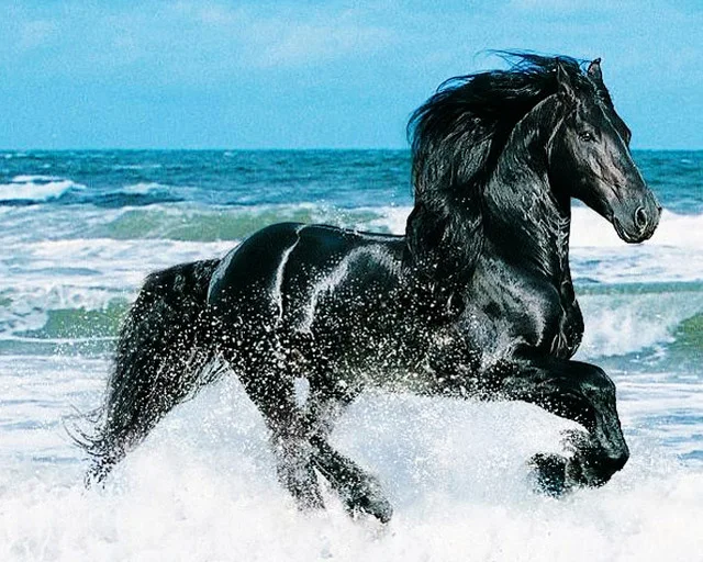 Diy 5D Diamond Animal Square & Round Mosaic Pattern Rhinestone Cross Pattern Diamond Embroidery Black Horse Full Drill
Diy 5D Diamond Animal Square & Round Mosaic Pattern Rhinestone Cross Pattern Diamond Embroidery Black Horse Full Drill