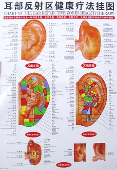 Chart of the ear reflective zones wallmap ear / hand / foot / head acupuncture map ustration of Acupuncture Points map 64CM*46CM
Chart of the ear reflective zones wallmap ear / hand / foot / head acupuncture map ustration of Acupuncture Points map 64CM*46CM