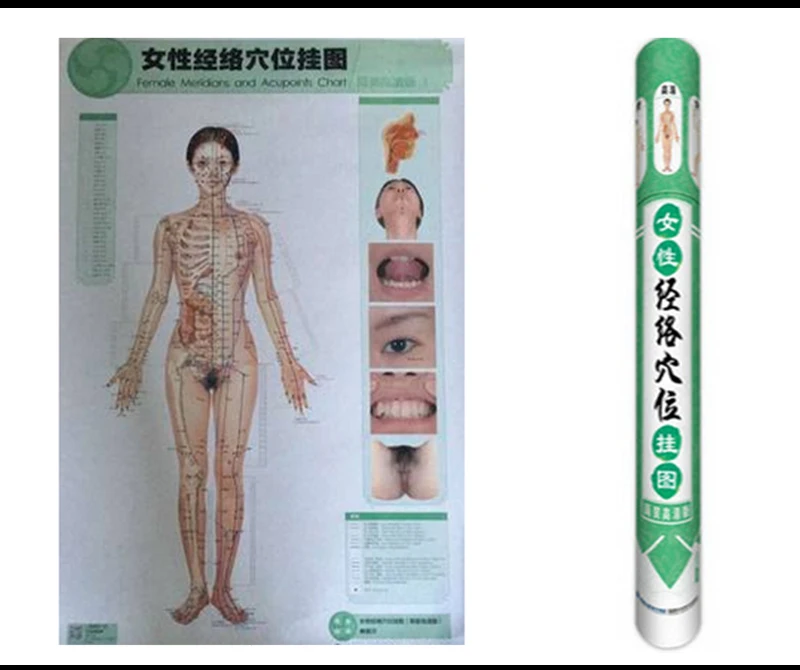 3pcs set female/male Meridian points flipchart HD colorful Chinese-English free shipping
3pcs set female/male Meridian points flipchart HD colorful Chinese-English free shipping