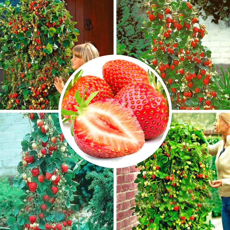 500 pcs/bag gaint strawberry bonsai big sweet strawberry berry fruit bonsai bonsai pot plant Non-GMO Family food for home garden
500 pcs/bag gaint strawberry bonsai big sweet strawberry berry fruit bonsai bonsai pot plant Non-GMO Family food for home garden