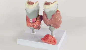 Thyroid Diseas of Human Head Neck Model in trauma anatomy skeleton dental anatomical shadow brain skullmedical training manikins