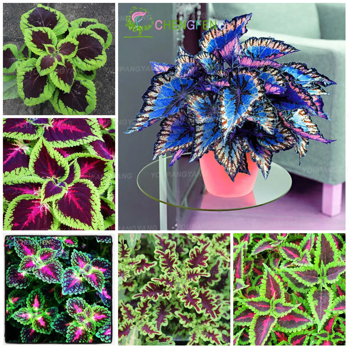100pcs Bonsai Coleus foliage plants perfect color Arc-Dragon beautiful flower plant garden Semente
100pcs Bonsai Coleus foliage plants perfect color Arc-Dragon beautiful flower plant garden Semente