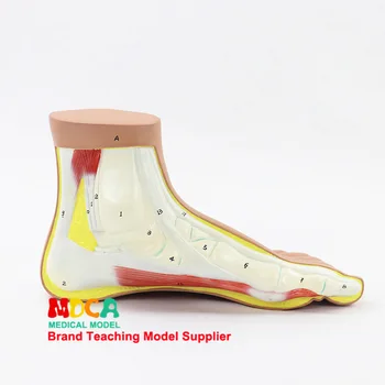 Human foot Normal foot model Foot joint Biology Human model Anatomical model Medical teaching equipment
Human foot Normal foot model Foot joint Biology Human model Anatomical model Medical teaching equipment