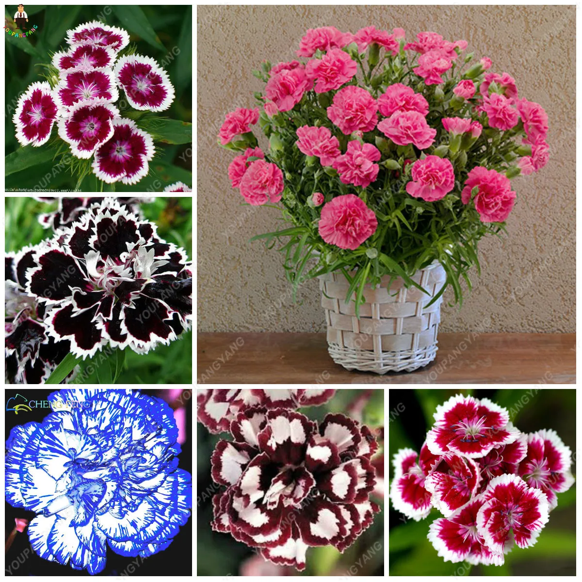 100pcs Carnation Bonsai Balcony Potted Courtyard Garden Plants Dianthus Caryophyllus Flower planting home garden
100pcs Carnation Bonsai Balcony Potted Courtyard Garden Plants Dianthus Caryophyllus Flower planting home garden
