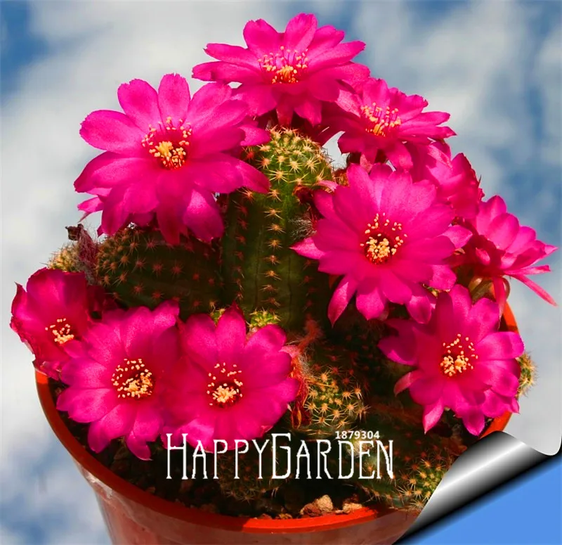 New Arrival!Cactus Flowers 100pcs/Lot Cactus plant flores Rare plant bonsai Foliage magical garden & home Semillas Flora,#EITIH6
New Arrival!Cactus Flowers 100pcs/Lot Cactus plant flores Rare plant bonsai Foliage magical garden & home Semillas Flora,#EITIH6