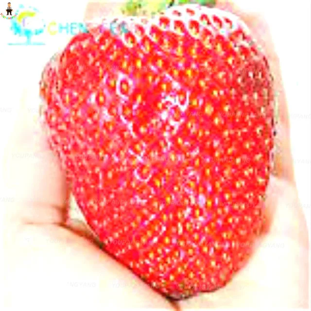 300pcs Super big and Red Strawberry Fruit bonsai Giant strawberry bonsai delicious for garden DIY Decoration
300pcs Super big and Red Strawberry Fruit bonsai Giant strawberry bonsai delicious for garden DIY Decoration