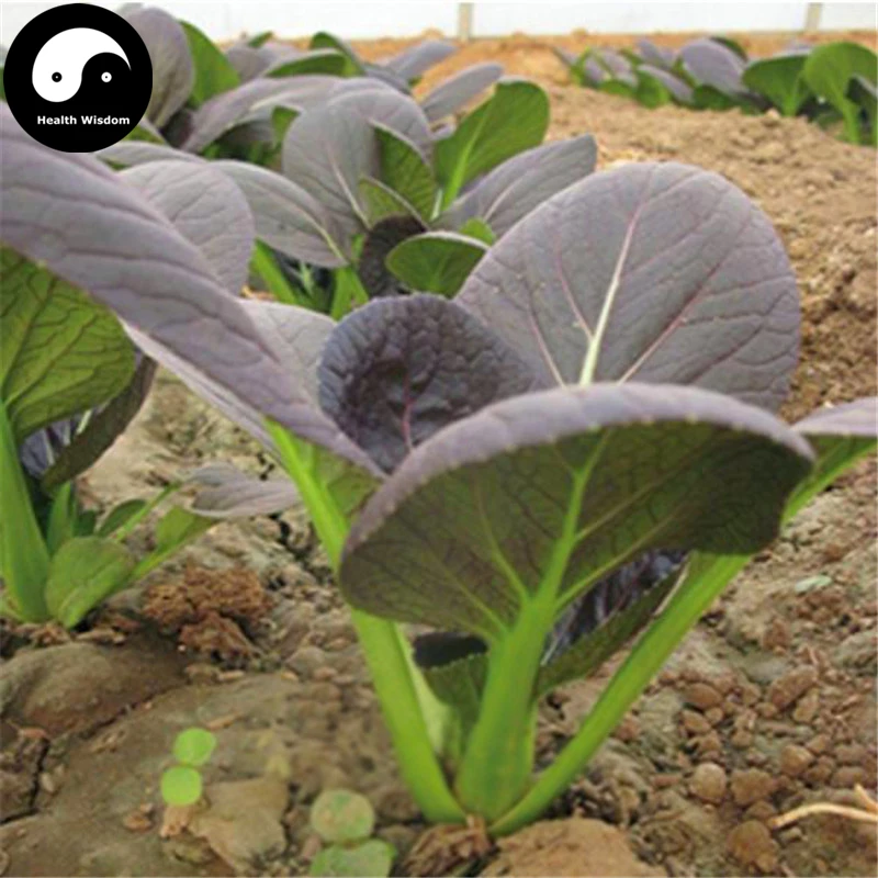 Buy Purple Leaf Brassica Chinensi Vegetable Semente 400pcs Plant Vegetable Brassica Chinensi
Buy Purple Leaf Brassica Chinensi Vegetable Semente 400pcs Plant Vegetable Brassica Chinensi