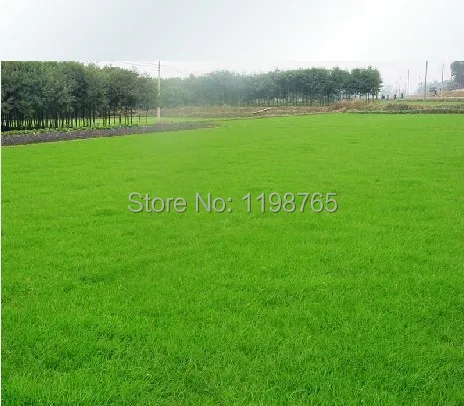 Image 2000pcs  special grass seeds , Lawn Seed  evergreen perennial