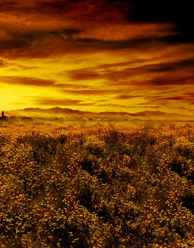 5x7ft Sunset Wild Tree Photography Backdrops Photo Props Studio Background