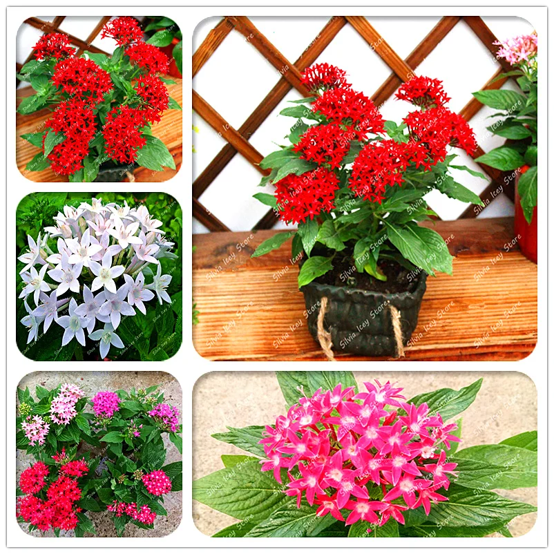 Bonsai Plants 50 Pcs Pentas Lanceolata Flower Indoor Starry Pentas Lanceolata Flowers Bonsai Potted Plants Purify Air
Bonsai Plants 50 Pcs Pentas Lanceolata Flower Indoor Starry Pentas Lanceolata Flowers Bonsai Potted Plants Purify Air