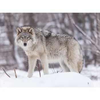 Flannel Blankets For Sofa Bed Throw Comfort Warmth Soft Plush The Lonely Wolf In The Snow White Gray Adult Kids Blanket
Flannel Blankets For Sofa Bed Throw Comfort Warmth Soft Plush The Lonely Wolf In The Snow White Gray Adult Kids Blanket