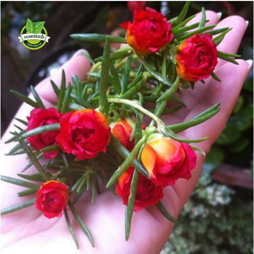 500 Mixed Color Moss-rose Purslane Double Flower for planting (Portulaca grandiflora), heat tolerant ,easy growing
500 Mixed Color Moss-rose Purslane Double Flower for planting (Portulaca grandiflora), heat tolerant ,easy growing