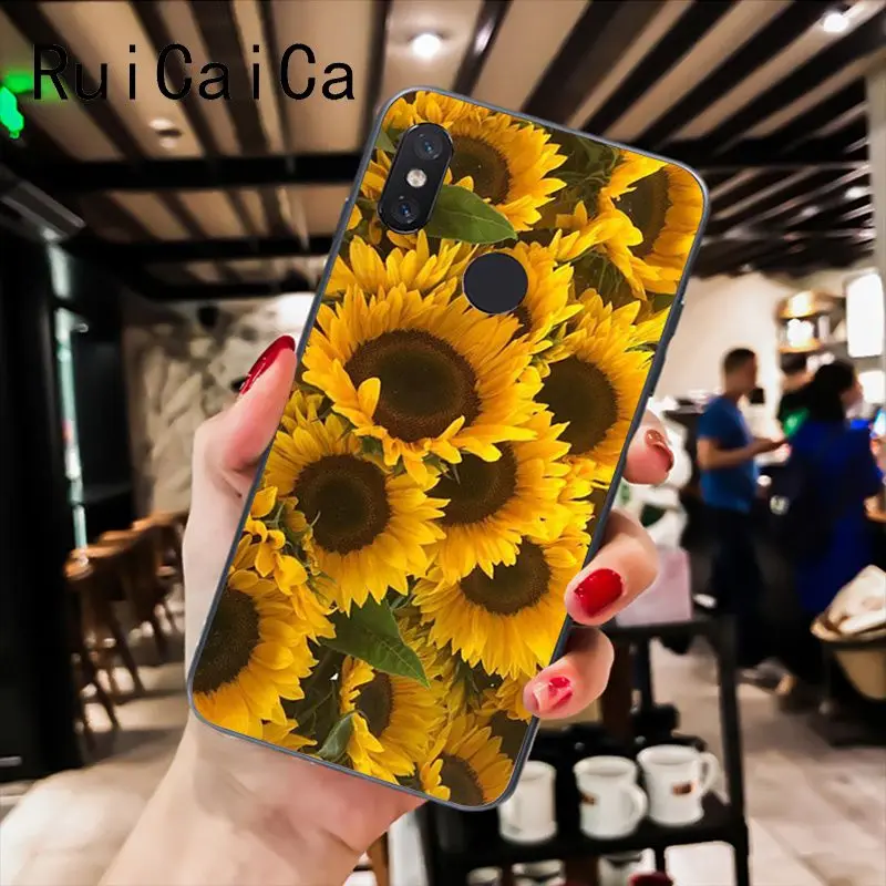 Sunflower Daisy flower